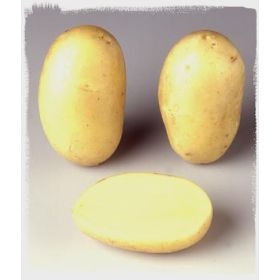 Compra PATATA DE SIEMBRA GOURMANDINE FR 28/32 [M] (3 Kgr.). en la tienda online Fito Agrícola