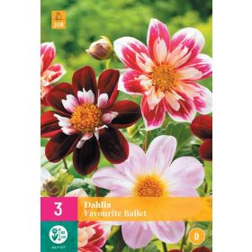 Compra DALIA FAVOURITE BALLET XXL en la tienda online Fito Agrícola