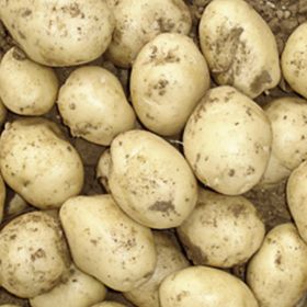 Compra PATATA DE SIEMBRA FEDERICA FR 35/55 [G] (5 Kgr.). en la tienda online Fito Agrícola