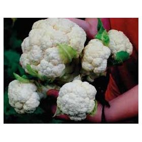 Compra COLIFLOR MULTI HEAD WHITE F1 (1000 Semillas) en la tienda online Fito Agrícola