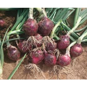 Compra CEBOLLA RED SPRING F1 Precisión (250.000 semillas) en la tienda online Fito Agrícola