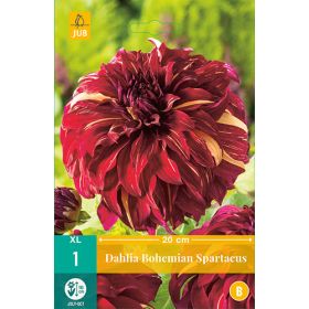 Compra DALIA BOHEMIAN SPARTACUS en la tienda online Fito Agrícola