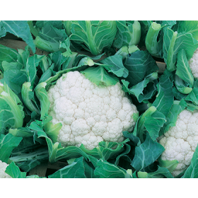 Compra COLIFLOR MEMPHIS F1 Vilsem (2.500 Semillas). en la tienda online Fito Agrícola