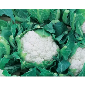 Compra CONOPIDA MEMPHIS F1 Vilsem (2.500 semințe). en la tienda online Fito Agrícola