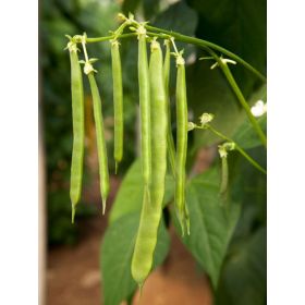 Compra JUDÍA RIQUE (5.000 Semillas) en la tienda online Fito Agrícola