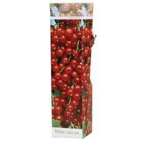 Compra GROSELLERO ROJO (1 Unid.). en la tienda online Fito Agrícola