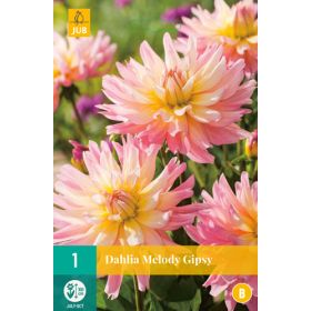 Compra DALIA MELODY GIPSY en la tienda online Fito Agrícola