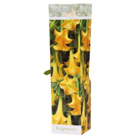 Compra BRUGMANSIA VERSICOLOR (1 Unid.). en la tienda online Fito Agrícola