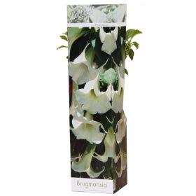 Compra BRUGMANSIA ARBOREA (1 Unid.). en la tienda online Fito Agrícola