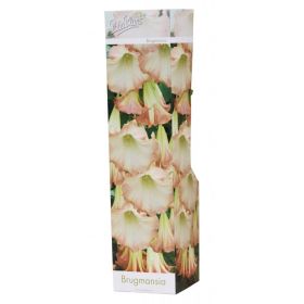 Compra BRUGMANSIA SUAVOLENS (1 Unid.). en la tienda online Fito Agrícola
