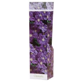 Compra CLEMATIS VIOLETA POLISH SPIRIT (1 Unid.). en la tienda online Fito Agrícola