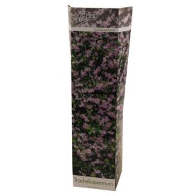 Compra JAZMÍN PINK SHOWERS (1 Unid.) en la tienda online Fito Agrícola