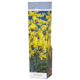 Compra MIMOSA (1 Unid). en la tienda online Fito Agrícola