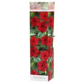 Compra DIPLADENIA HIBRIDA RIO DARK RED (1 Unid.). en la tienda online Fito Agrícola