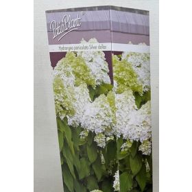 Compra HORTENSIA SILVER DOLLAR (1 unid.). en la tienda online Fito Agrícola