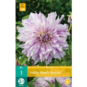 Compra DALIA MOM'S SPECIAL en la tienda online Fito Agrícola