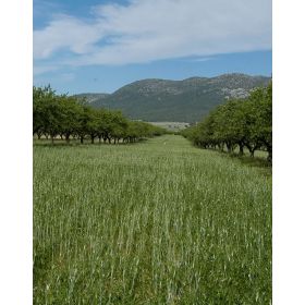 Compra CUBIERTA VEGETAL FRUTALES PLUS (15 Kgr.). en la tienda online Fito Agrícola