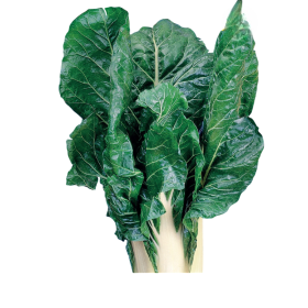 Compra ACELGA VERDE PENCA ANCHA Sel. Pencosa (100 gr.) en la tienda online Fito Agrícola