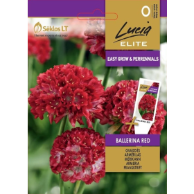 Compra ARMERIA BALLERINA RED (30 Semllas). en la tienda online Fito Agrícola