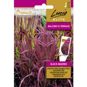 Compra OREZ ORNAMENTAL NEGRU MADNES (2 gr. - Aproximativ 80 de Semințe) en la tienda online Fito Agrícola