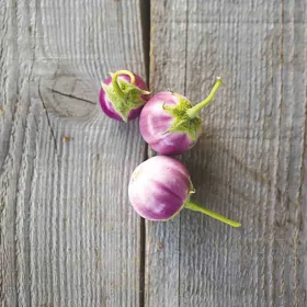 Compra VINETE THAI LAVENDER FROG EGG AB (30 semințe) en la tienda online Fito Agrícola