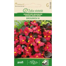 Compra BEGONIA BROUMOVA F1 (50 semințe) en la tienda online Fito Agrícola
