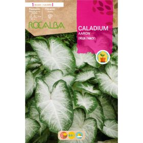 Compra CALADIUM AARON en la tienda online Fito Agrícola
