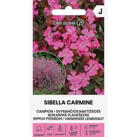 Compra CAMPION SIBELLA CARMINE (20 semințe). en la tienda online Fito Agrícola