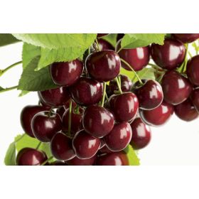 Compra CEREZO 484 en la tienda online Fito Agrícola