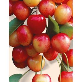 Compra CEREZO NAPOLEÓN en la tienda online Fito Agrícola