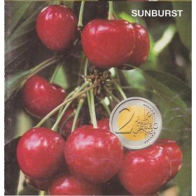 Compra CEREZO SUNBURST en la tienda online Fito Agrícola