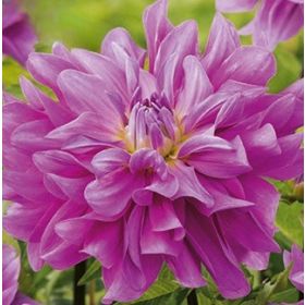 Compra DALIA BLUETIFUL (10 Unid.). en la tienda online Fito Agrícola