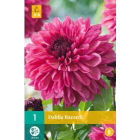 Compra DALIA BACARDI en la tienda online Fito Agrícola