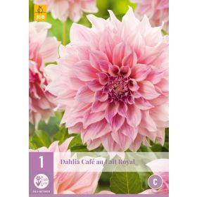 Compra DALIA CAFÉ AU LAIT ROYAL en la tienda online Fito Agrícola