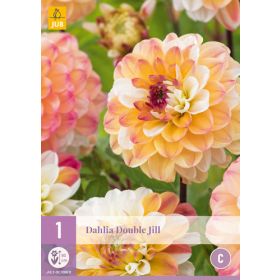 Compra DALIA DOBLE JILL en la tienda online Fito Agrícola