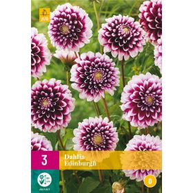 Compra DALIA EDINBURGH XXL en la tienda online Fito Agrícola