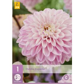 Compra DALIA ESPACIO en la tienda online Fito Agrícola