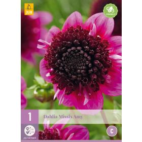 Compra DALIA MISSIS AMY en la tienda online Fito Agrícola