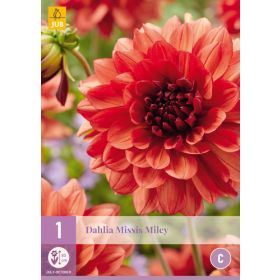 Compra DALIA MISSIS MILEY en la tienda online Fito Agrícola