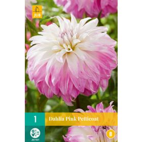 Compra DALIA PINK PETTICOAT en la tienda online Fito Agrícola