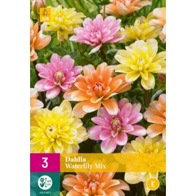 Compra DALIA WATERLILY MIX XXL en la tienda online Fito Agrícola