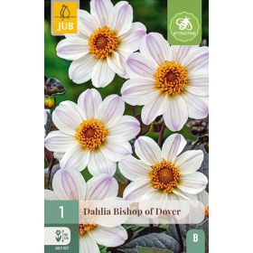 Compra DALIA BISHOP OF DOVER en la tienda online Fito Agrícola