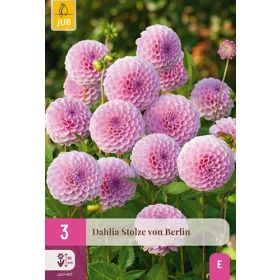 Compra DALIA STOLZE VON BERLIN XXL en la tienda online Fito Agrícola