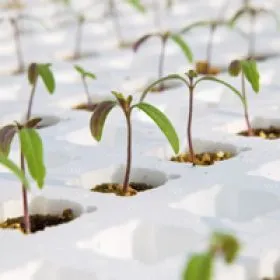 Compra TOMATE DRO141TX (10.000 semințe). en la tienda online Fito Agrícola