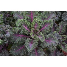Compra COL KALE MIDNIGHT SUN Sin Tratar (10.000 Semillas) en la tienda online Fito Agrícola