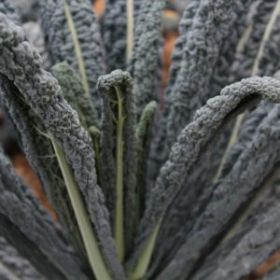 Compra COL KALE COBRA F1 (10.000 Semillas) en la tienda online Fito Agrícola