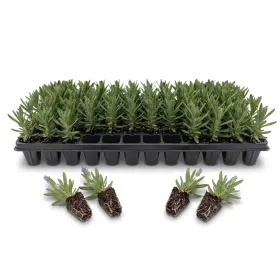 Compra LAVANDA DENTATA (126 Plante). en la tienda online Fito Agr&iacute;cola