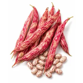 Compra FASOLE LIMBA DE FOC NANO Sel. Extra (100 gr.) en la tienda online Fito Agrícola