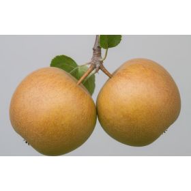 Compra MANZANO REINETA GRIS DEL CANADA en la tienda online Fito Agrícola