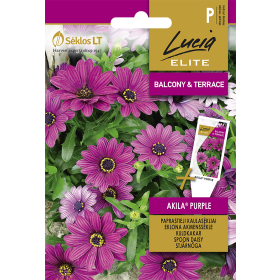 Compra OSTEOSPERMUM DAISY AKILA® PURPLE (6 Semillas). en la tienda online Fito Agrícola